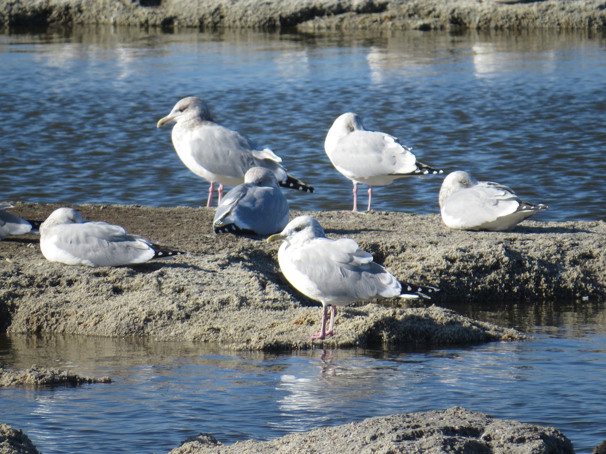 Herring Gull - ML131089931