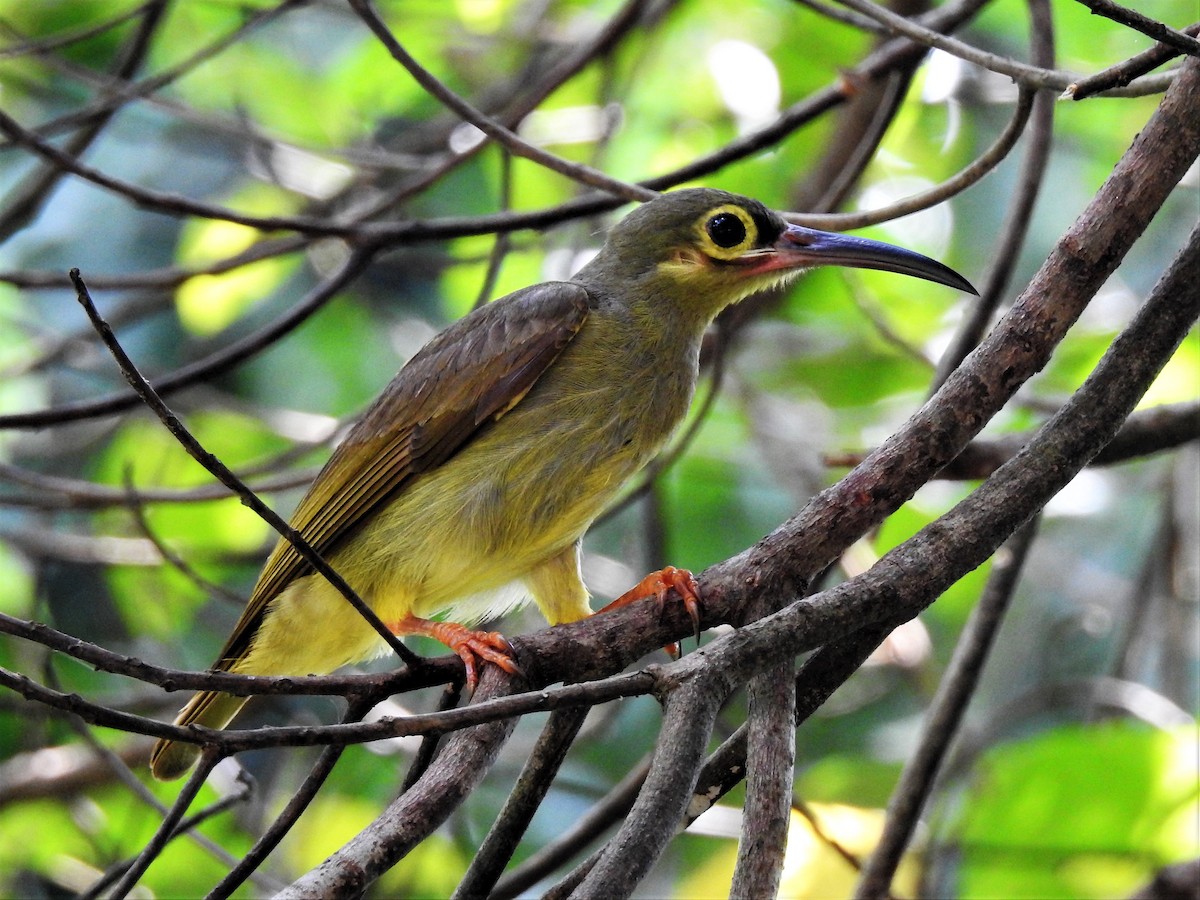 Spectacled Spiderhunter - Tuck Hong Tang
