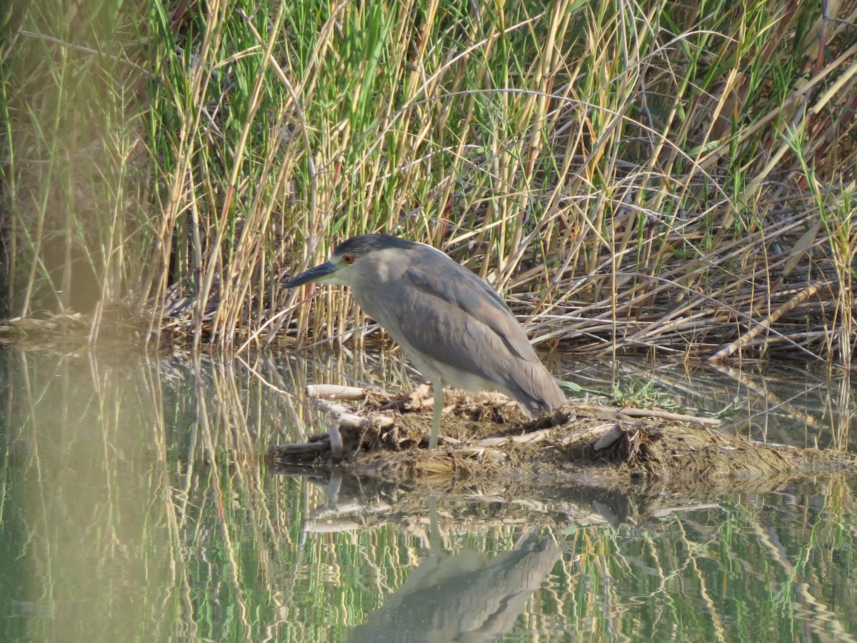 Black-crowned Night Heron - Ted Drozdowski
