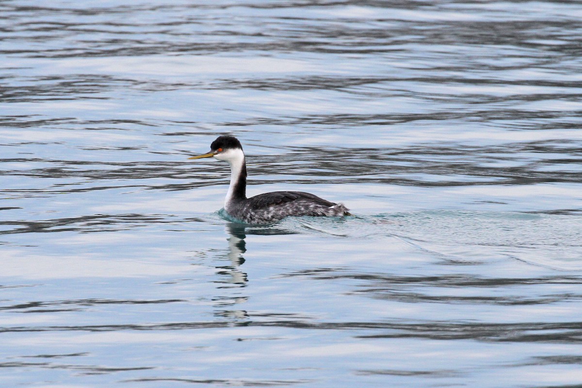 Western Grebe - ML131092231