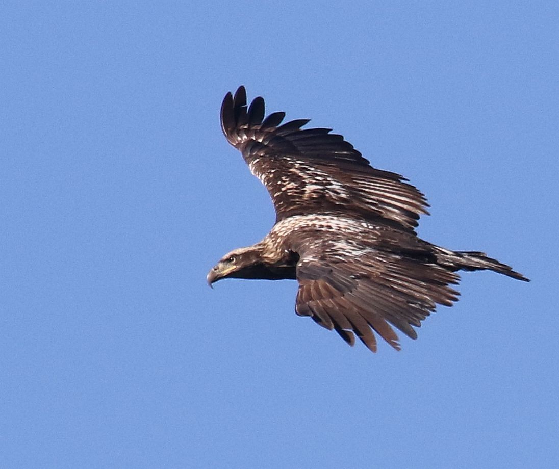 Bald Eagle - ML131093531