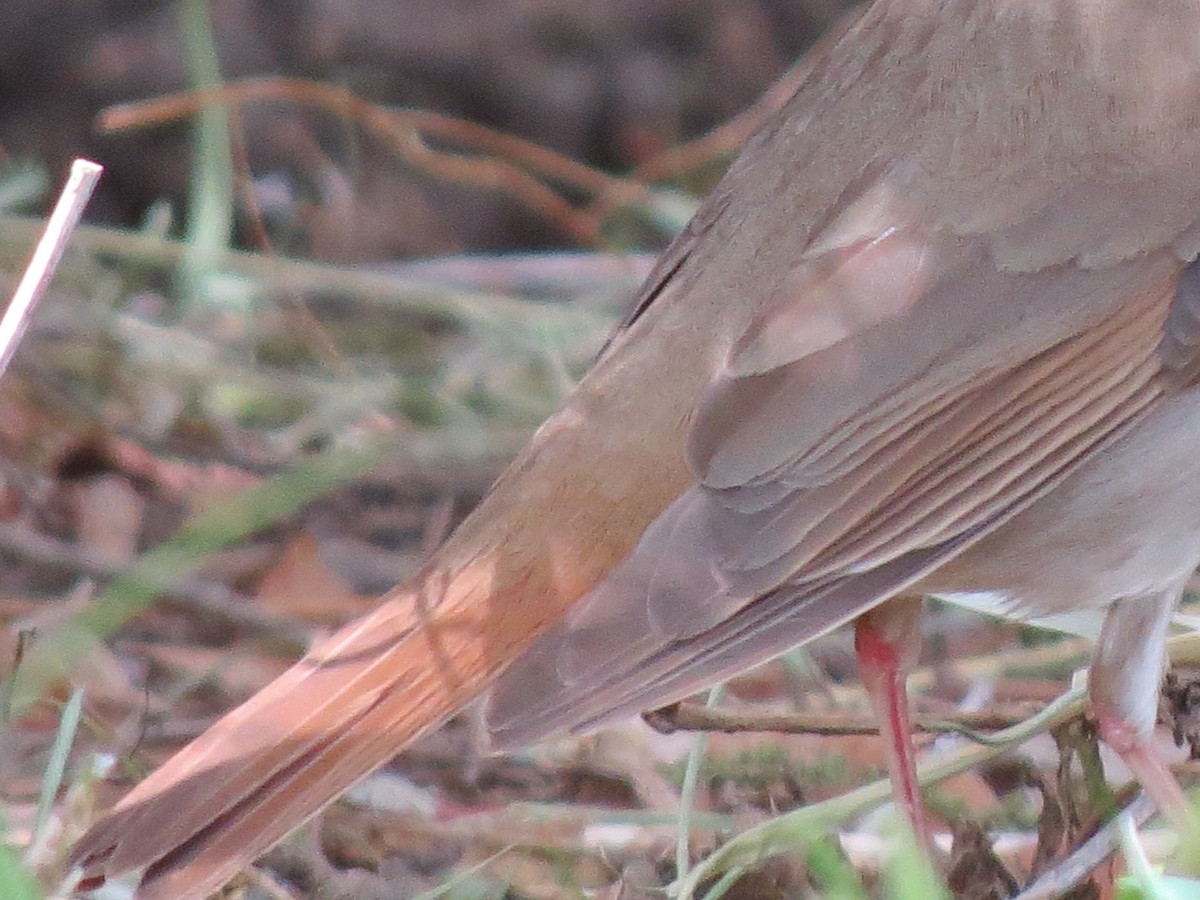 Hermit Thrush - ML131094151