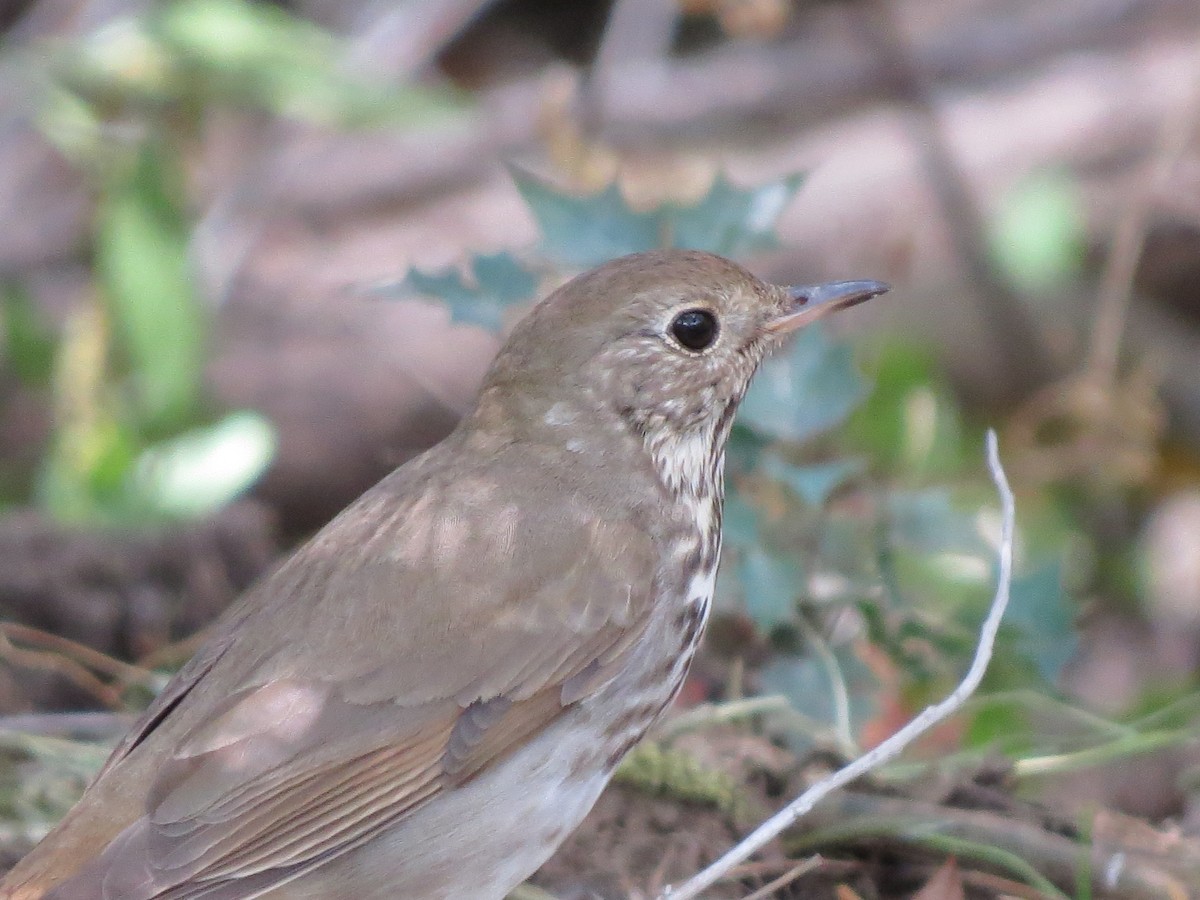 Hermit Thrush - ML131094161