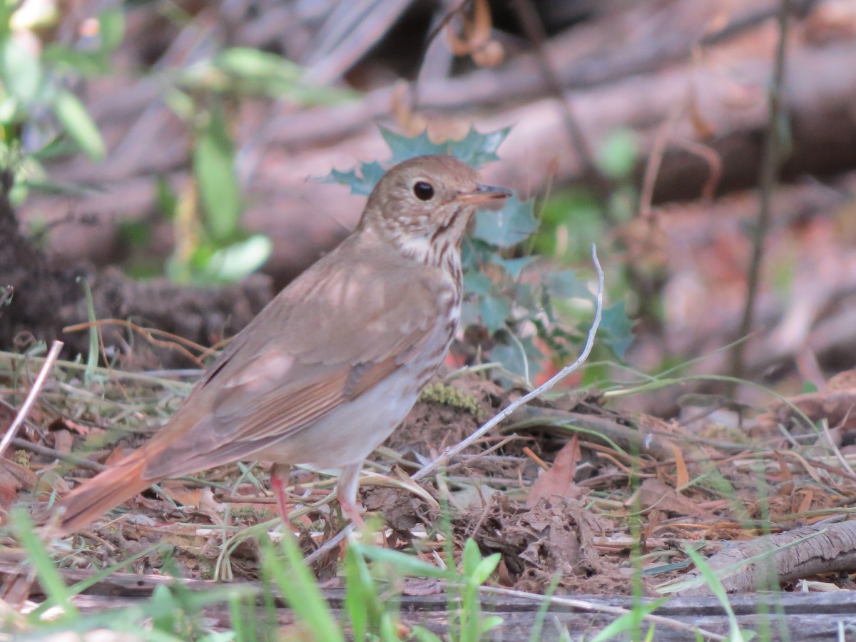 Hermit Thrush - ML131094171