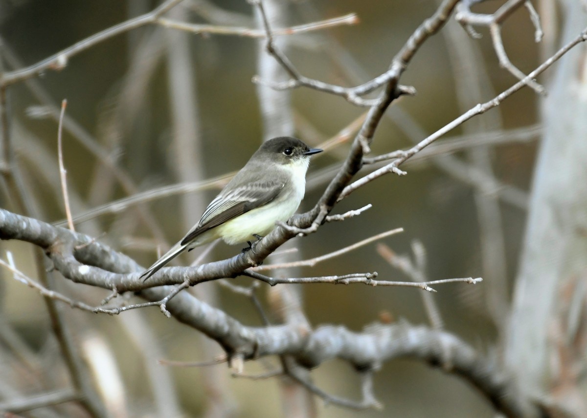 Eastern Phoebe - ML131096041