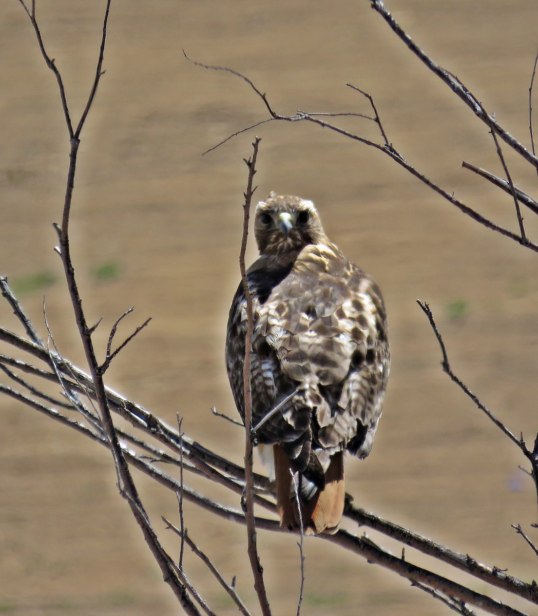 Red-tailed Hawk (calurus/alascensis) - ML131096241