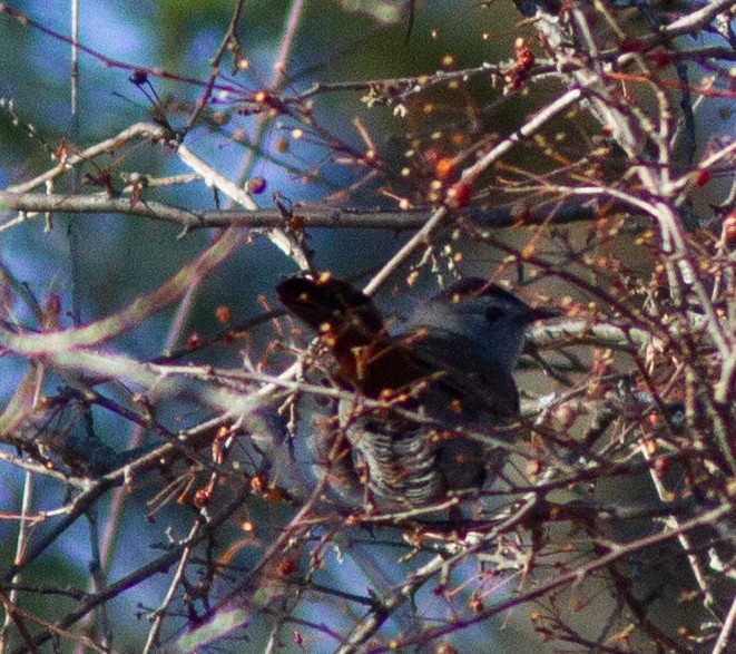 Gray Catbird - ML131096651