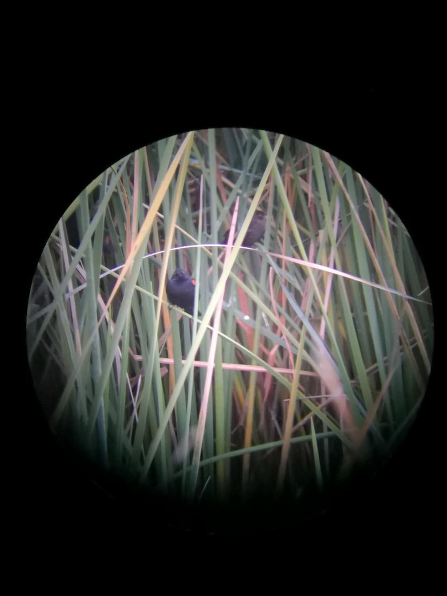 Red-winged Blackbird - ML131097011