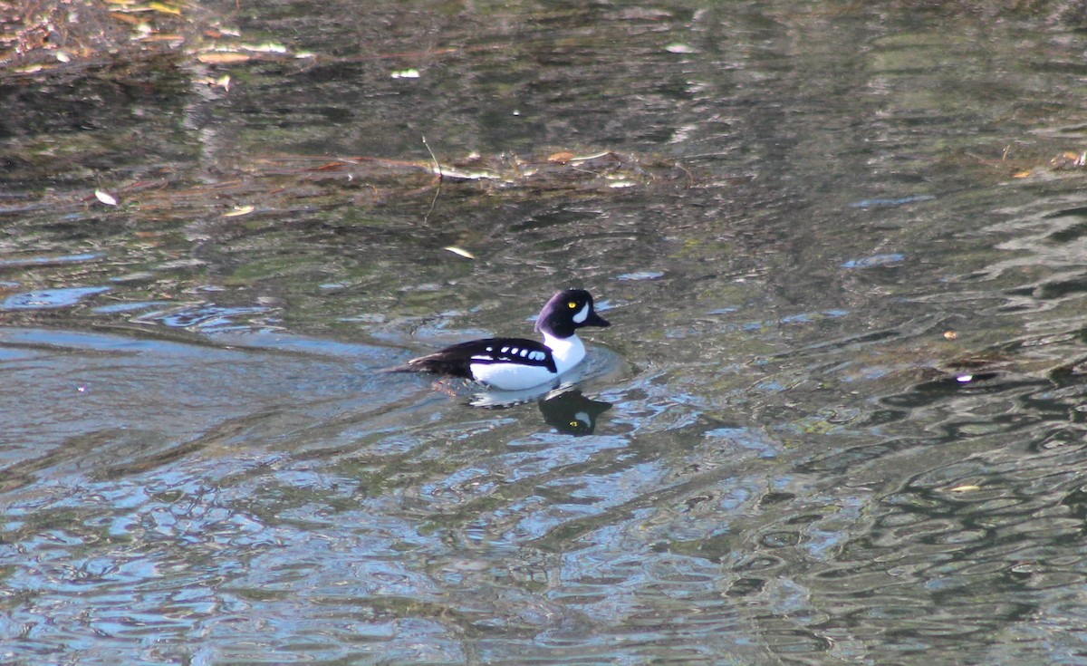 Barrow's Goldeneye - ML131098381