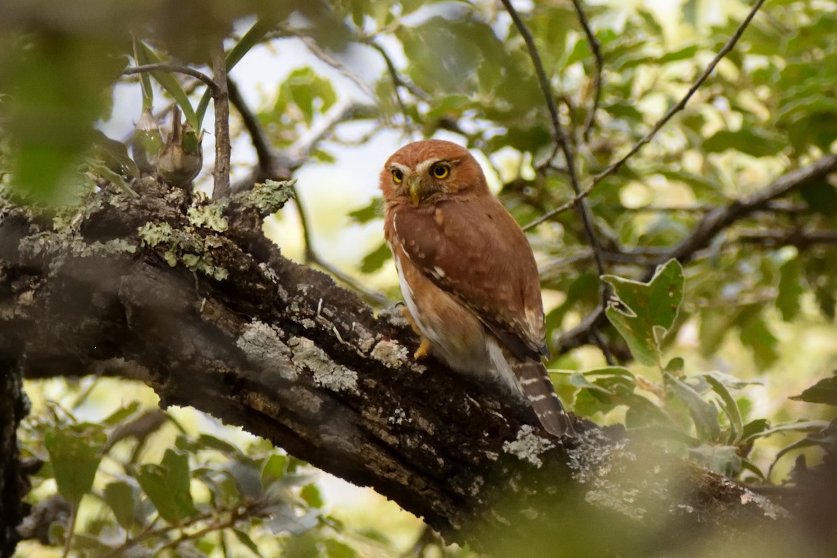 Ferruginous Pygmy-Owl - Ricardo Arredondo