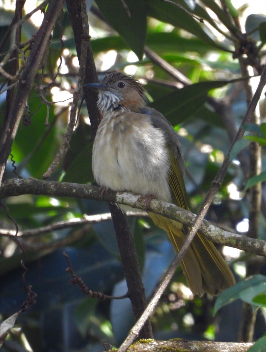 Mountain Bulbul - ML131099151