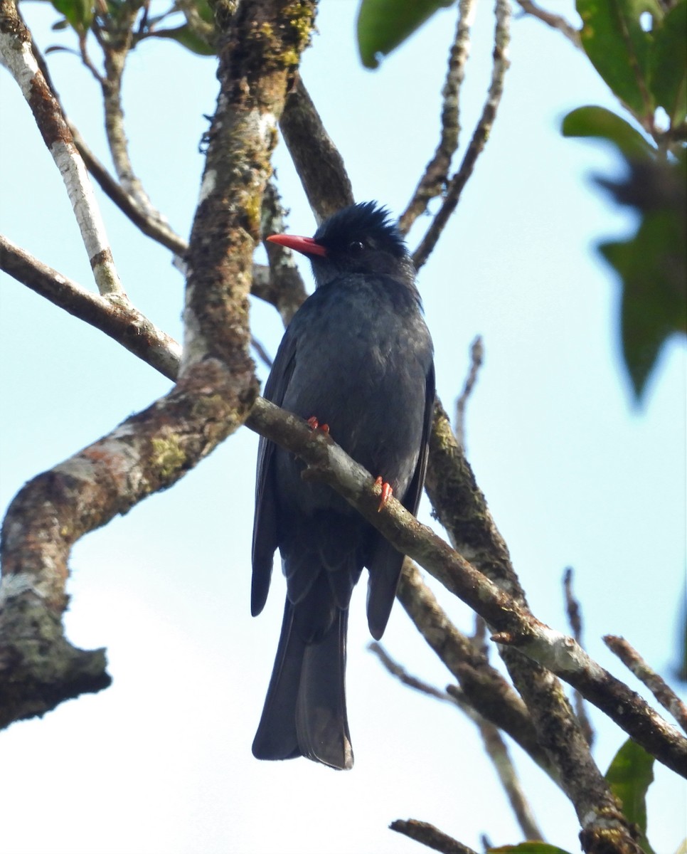 Black Bulbul - ML131099291