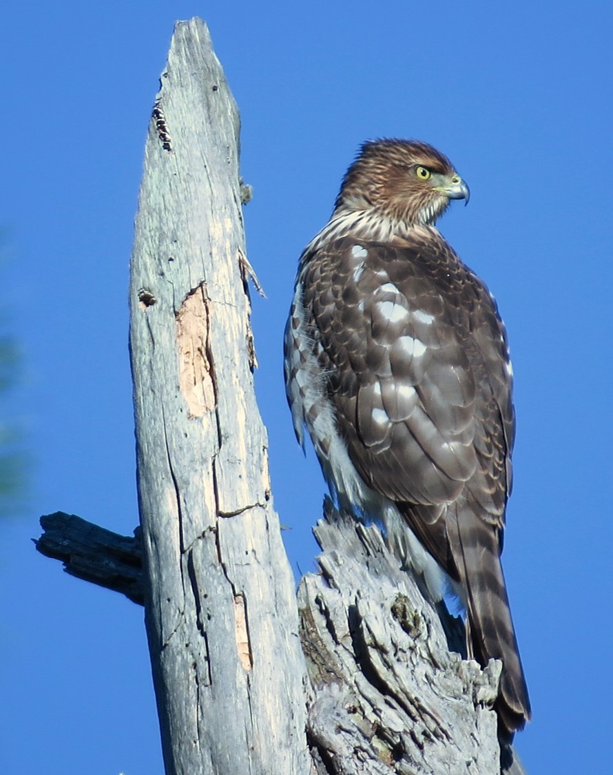 Cooper's Hawk - ML131099721