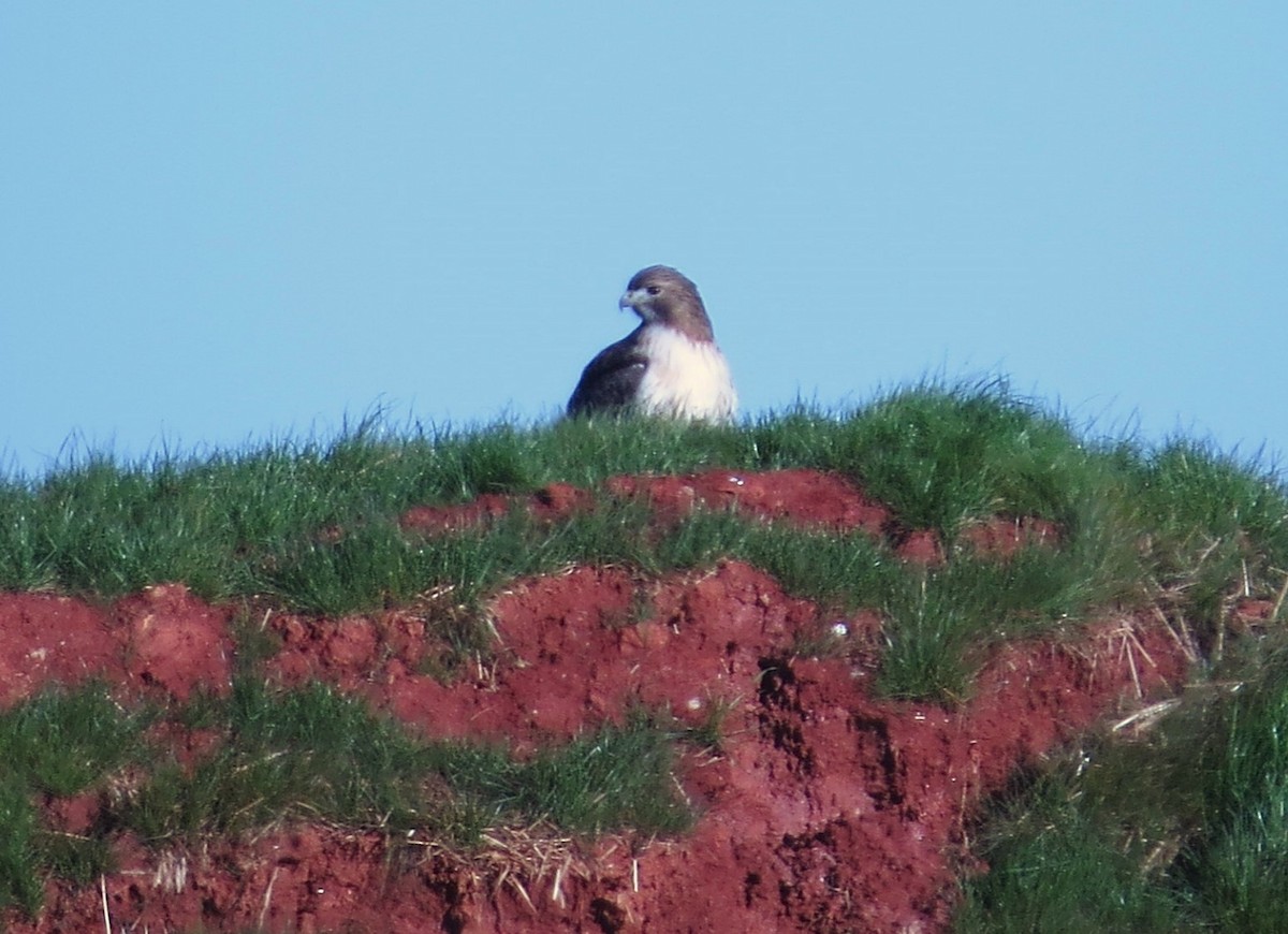 Red-tailed Hawk - ML131100181