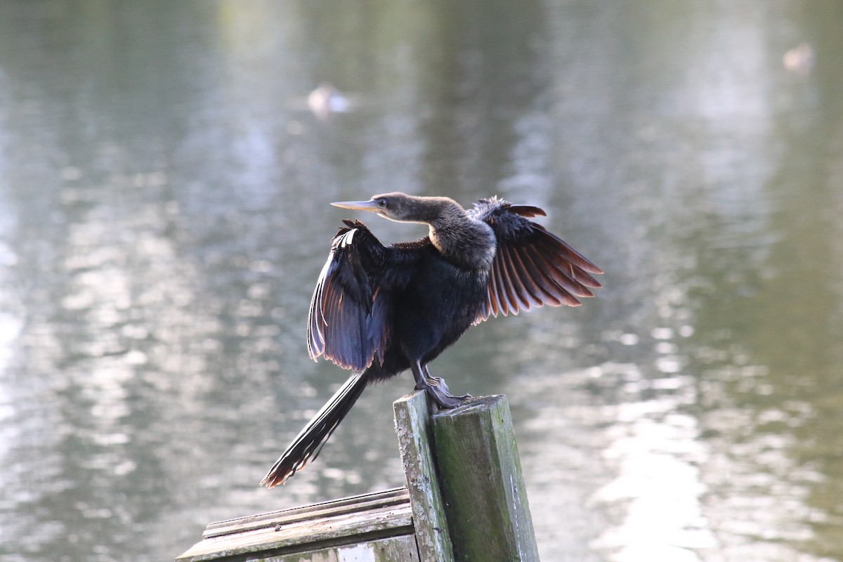 Anhinga - Jodi Boe