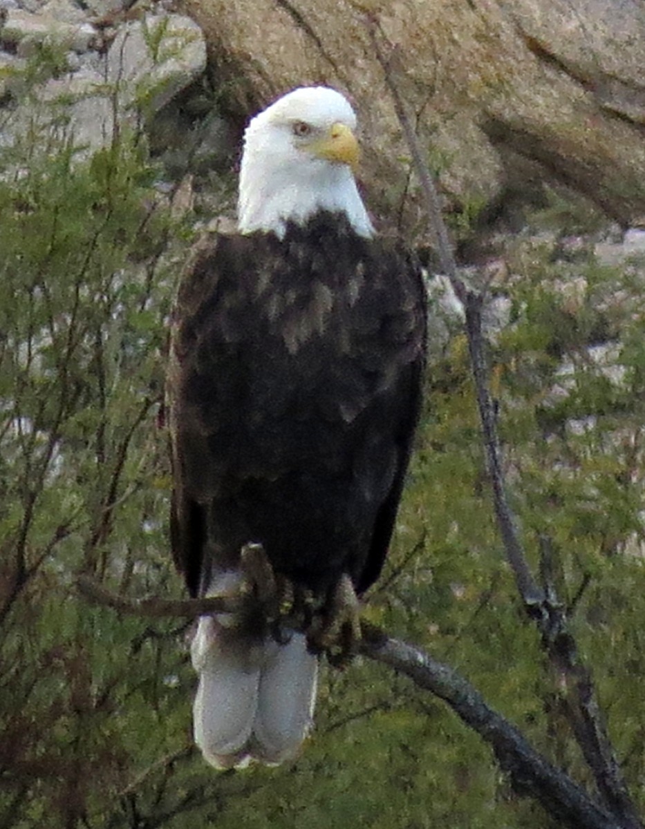 Bald Eagle - Diane Drobka