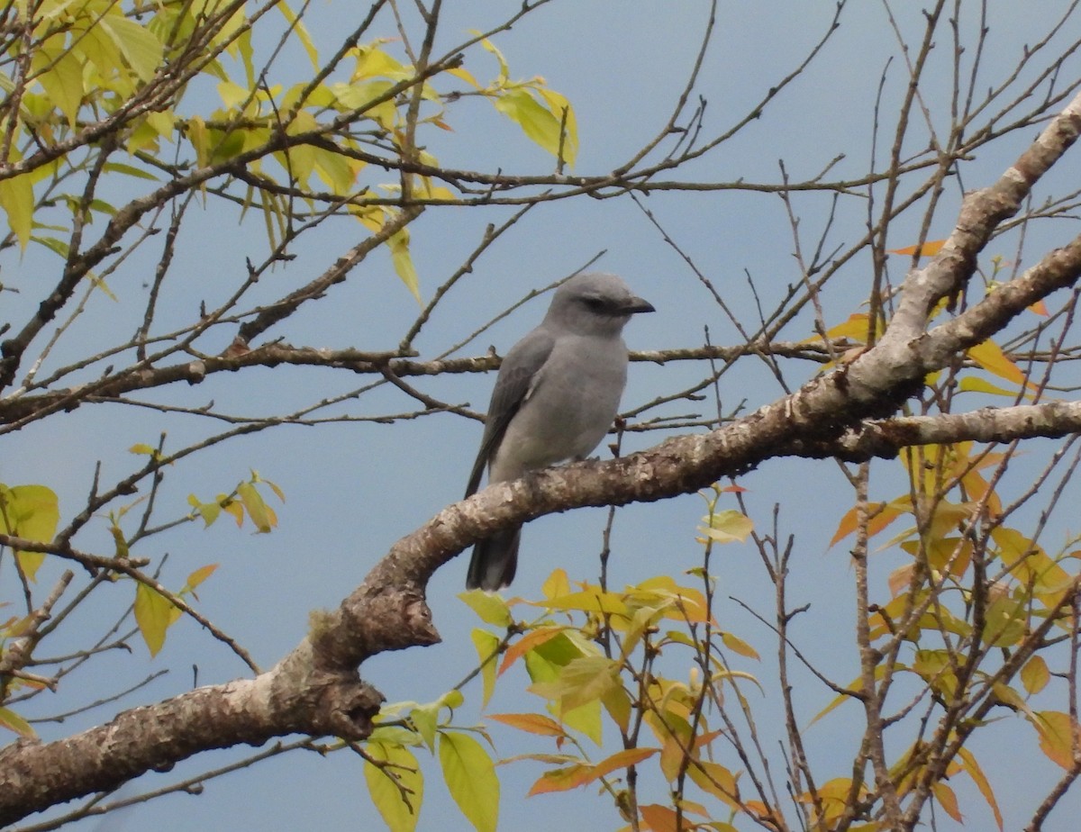 Large Cuckooshrike - ML131102171