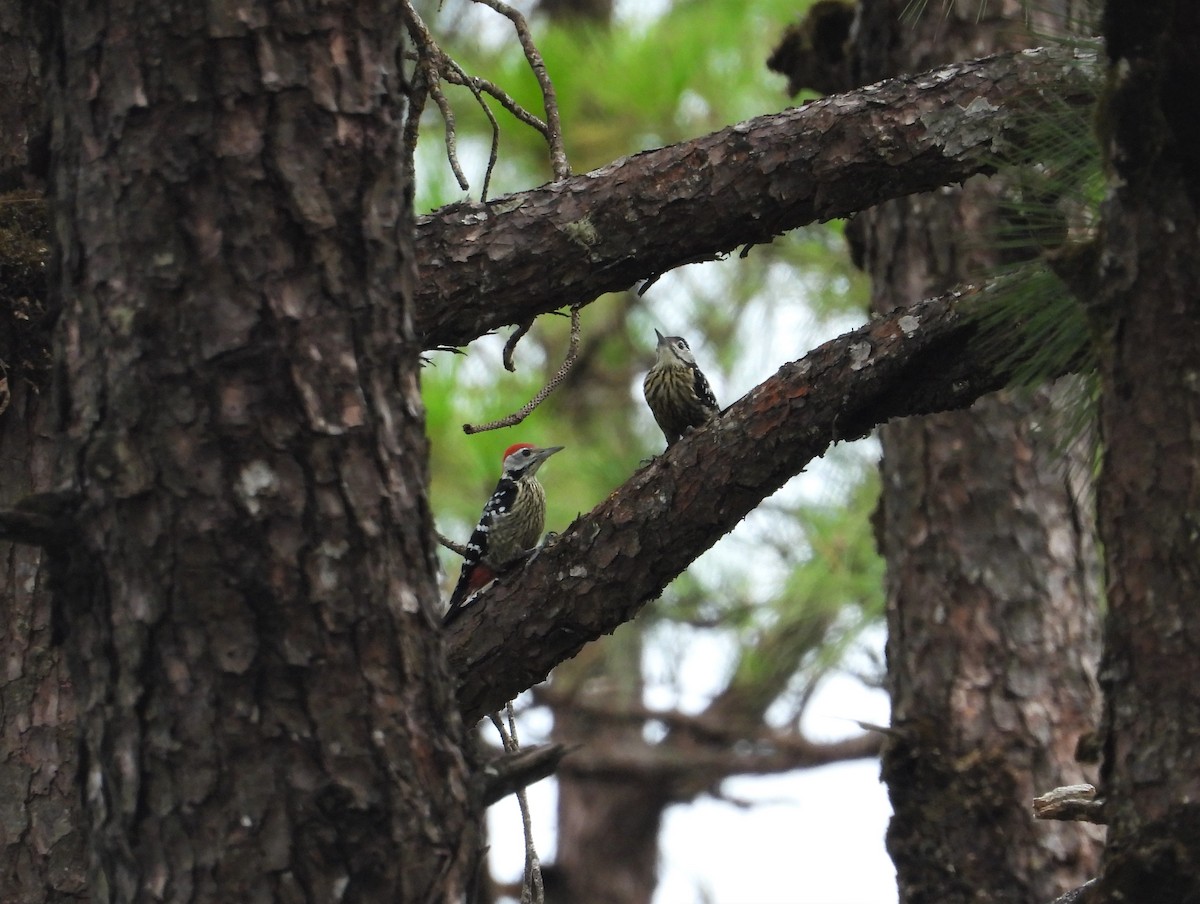 Stripe-breasted Woodpecker - Ben Weil