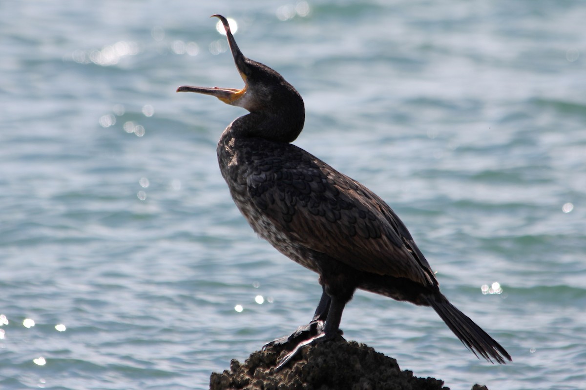 Great Cormorant - ML131102551