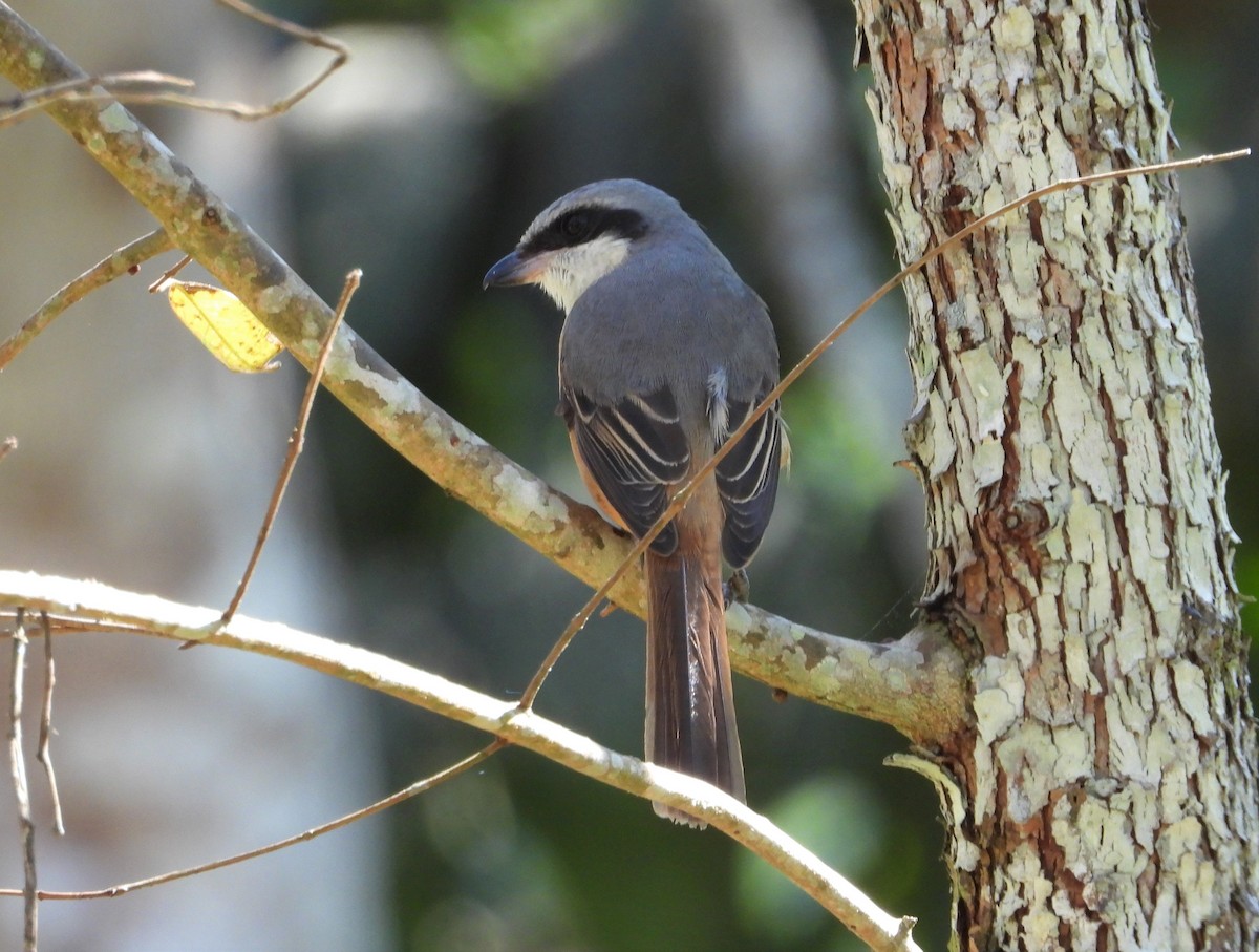 Gray-backed Shrike - ML131102651