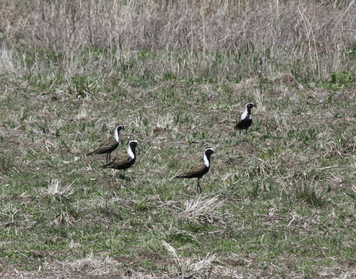 American Golden-Plover - ML131105701