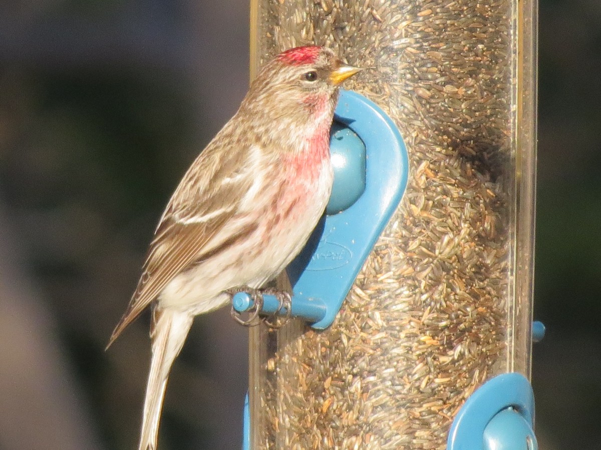 Common Redpoll - ML131106201