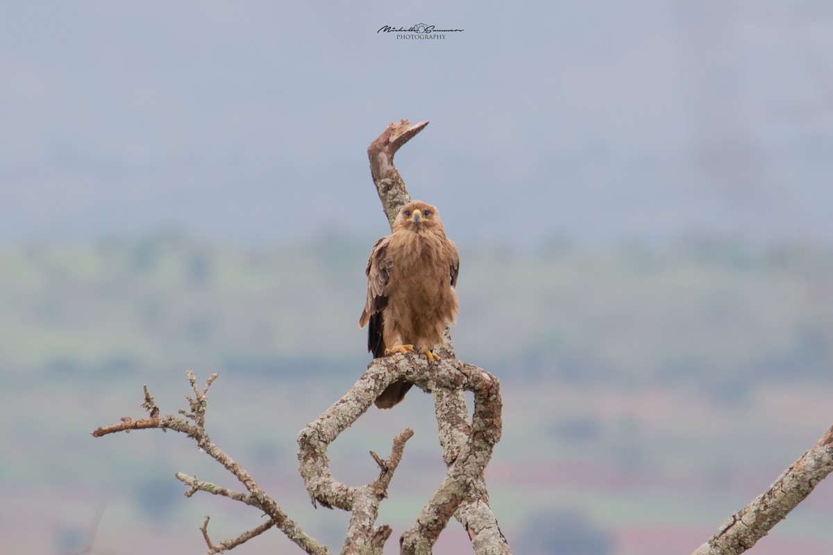 Aigle ravisseur - ML131107021