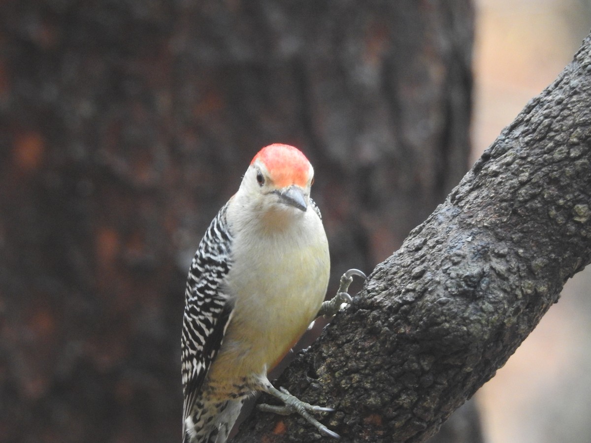 Red-bellied Woodpecker - Susan Grantham