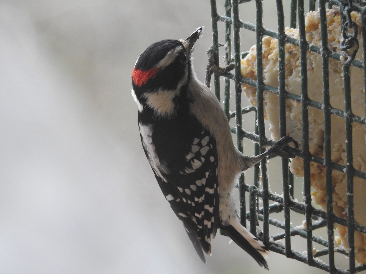 Downy Woodpecker - ML131107851