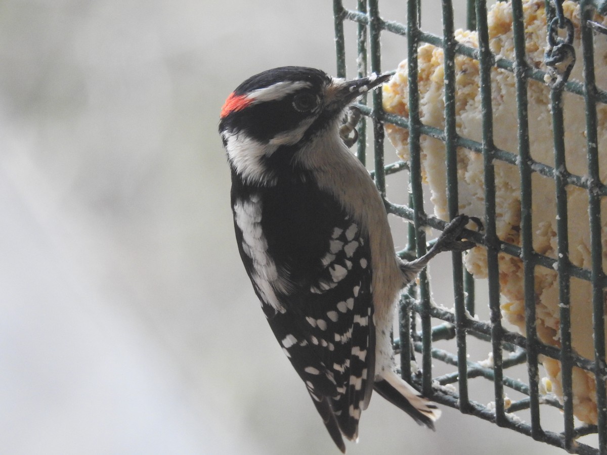 Downy Woodpecker - ML131107891