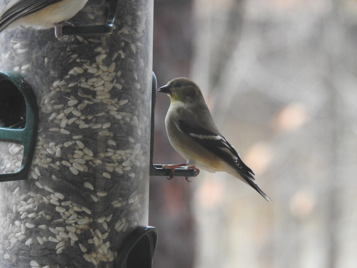 American Goldfinch - ML131108701