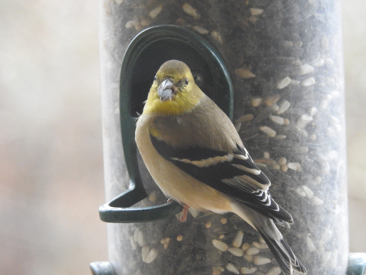 American Goldfinch - ML131108711