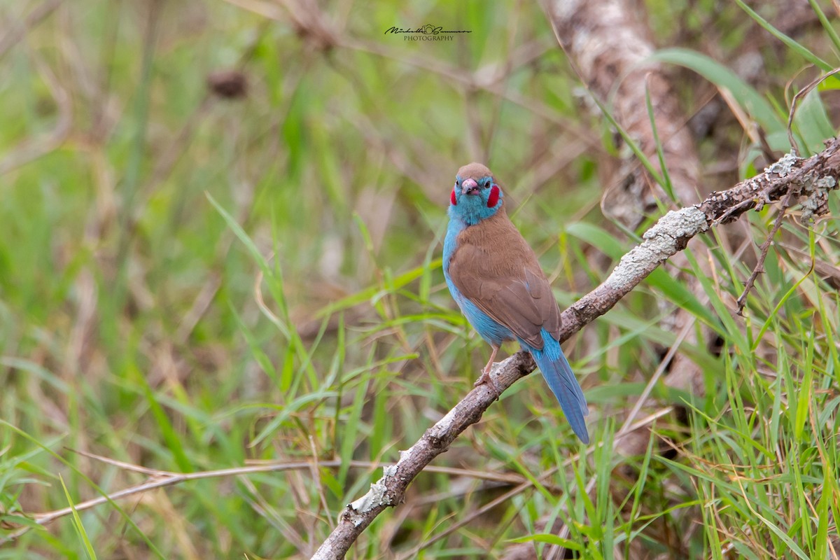 Cordonbleu à joues rouges - ML131109271