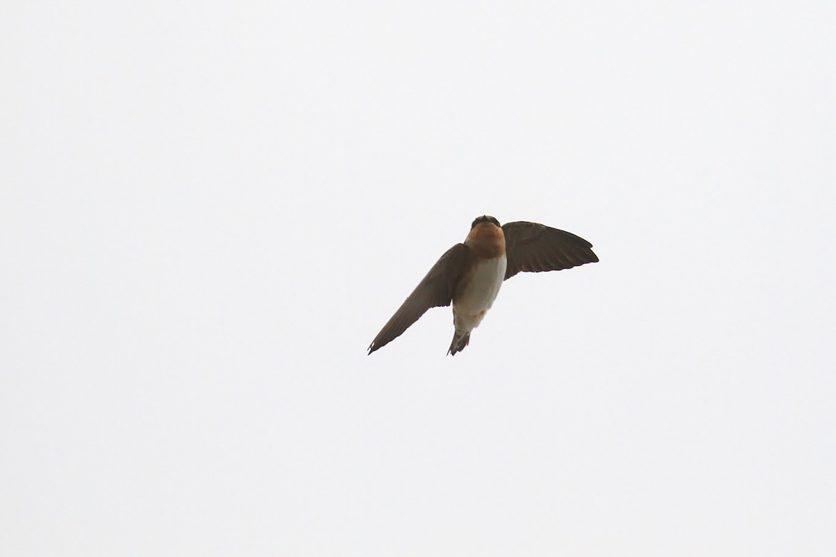 Golondrina Pueblera (pallida) - ML131110511