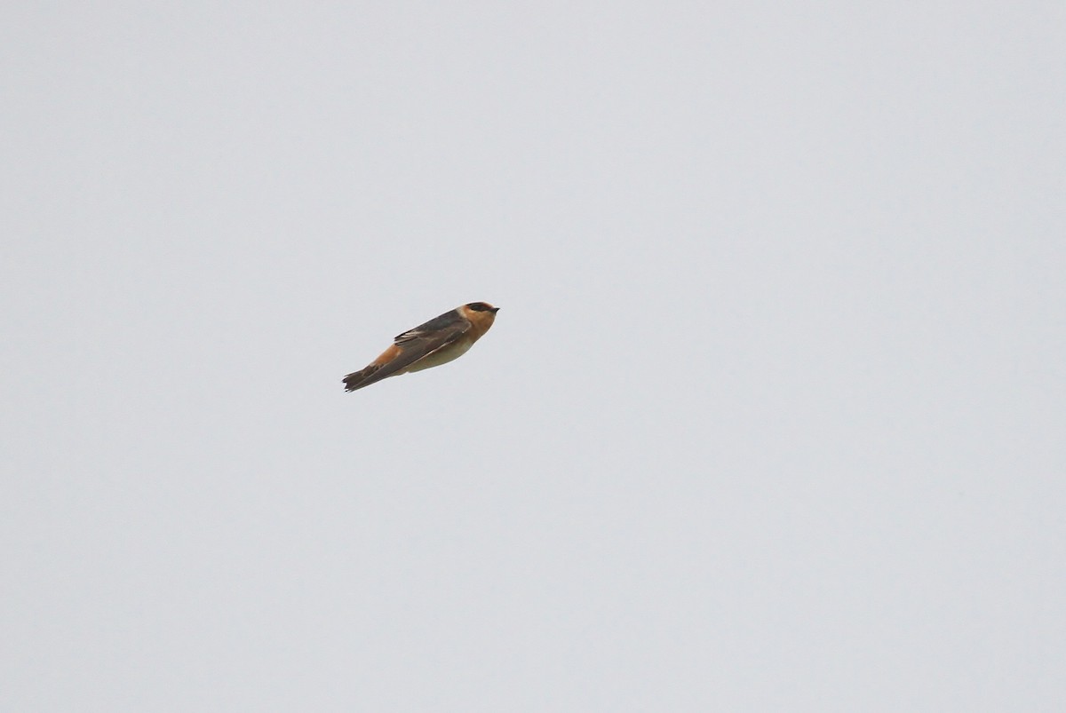 Cave Swallow (Texas) - ML131110521