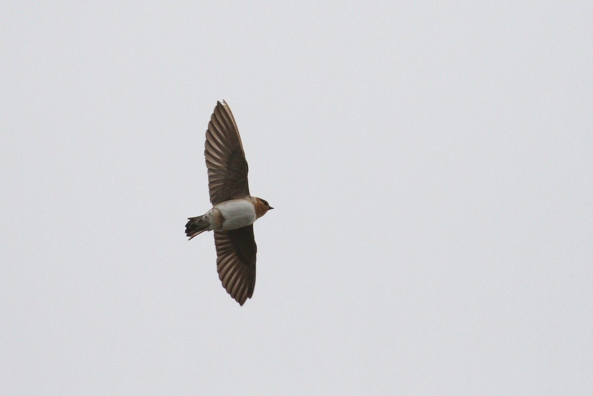 Golondrina Pueblera (pallida) - ML131110541