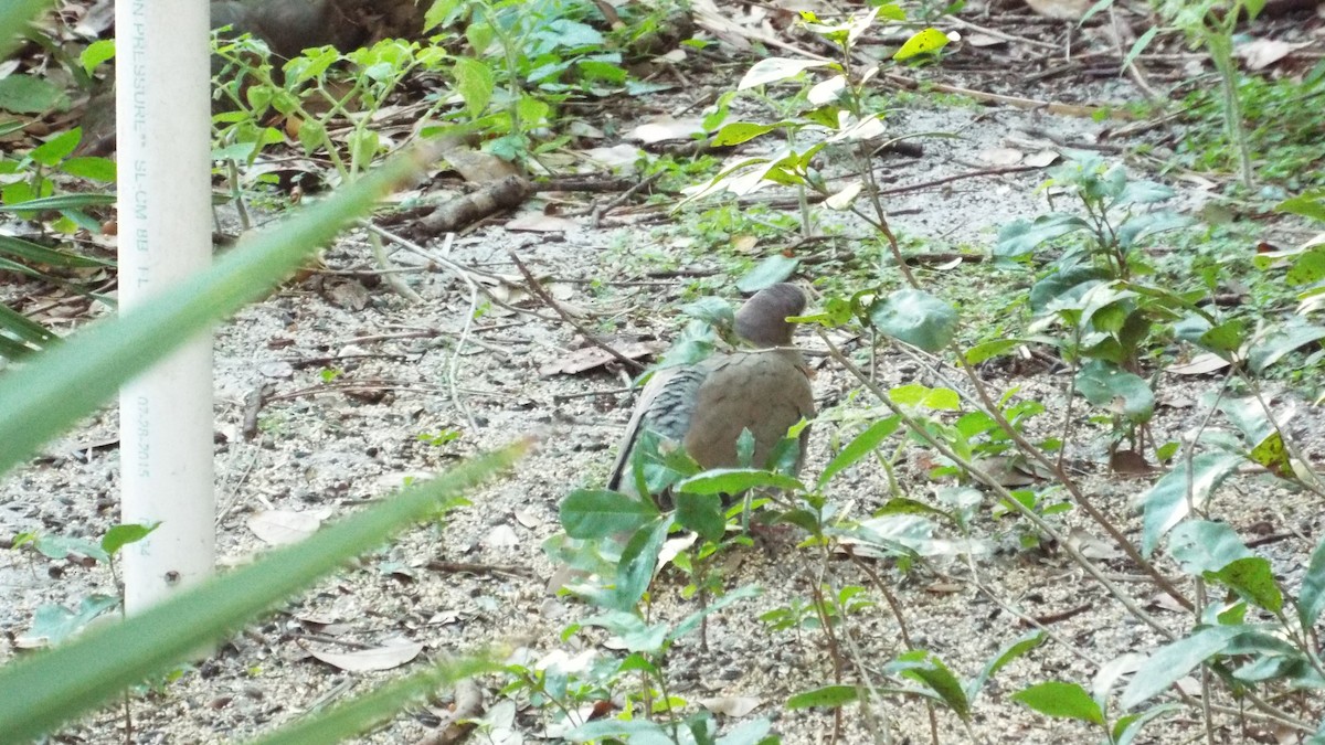 Eurasian Collared-Dove - ML131110611