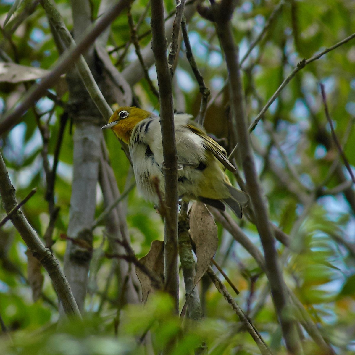 Graumantel-Brillenvogel - ML131111431