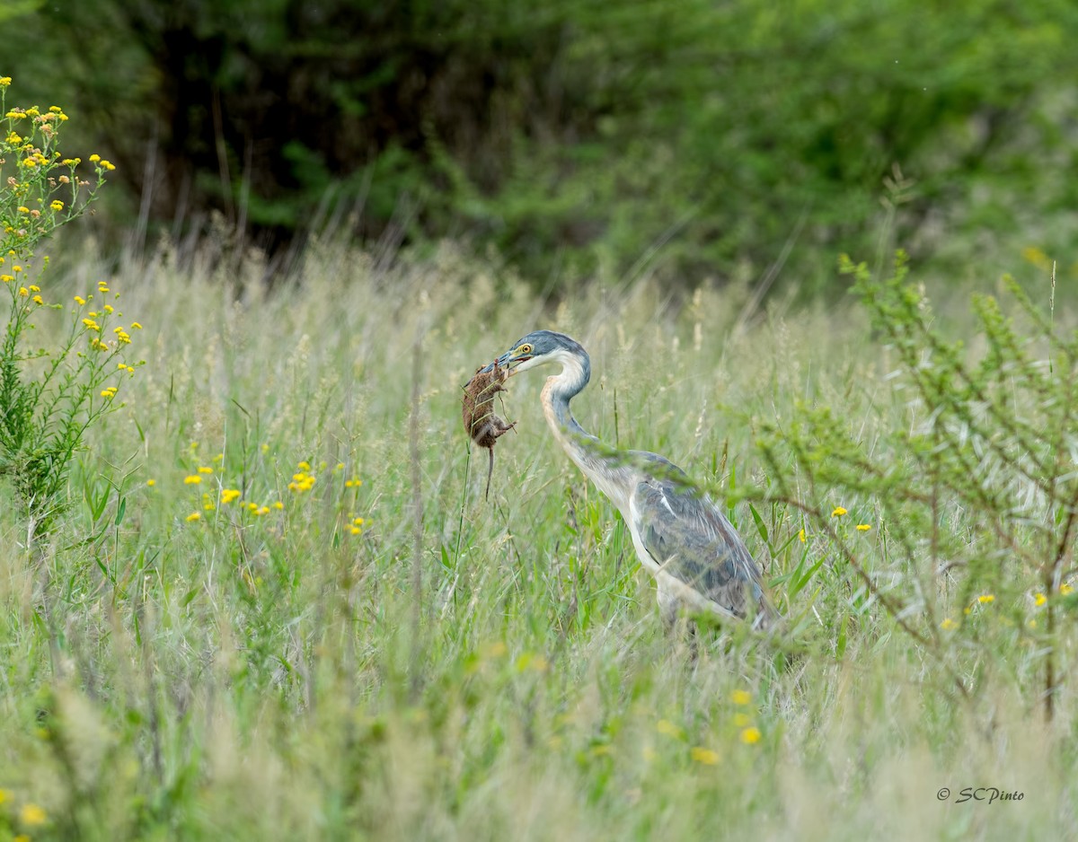 Black-headed Heron - ML131113231