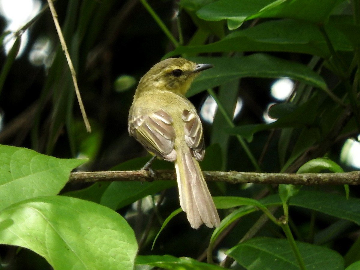 Yellow Tyrannulet - Paul Suchanek