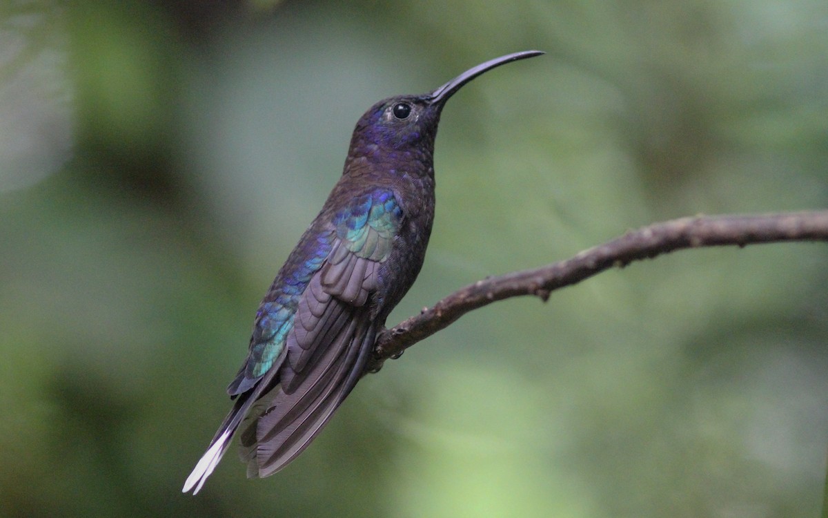 Violet Sabrewing - ML131113831