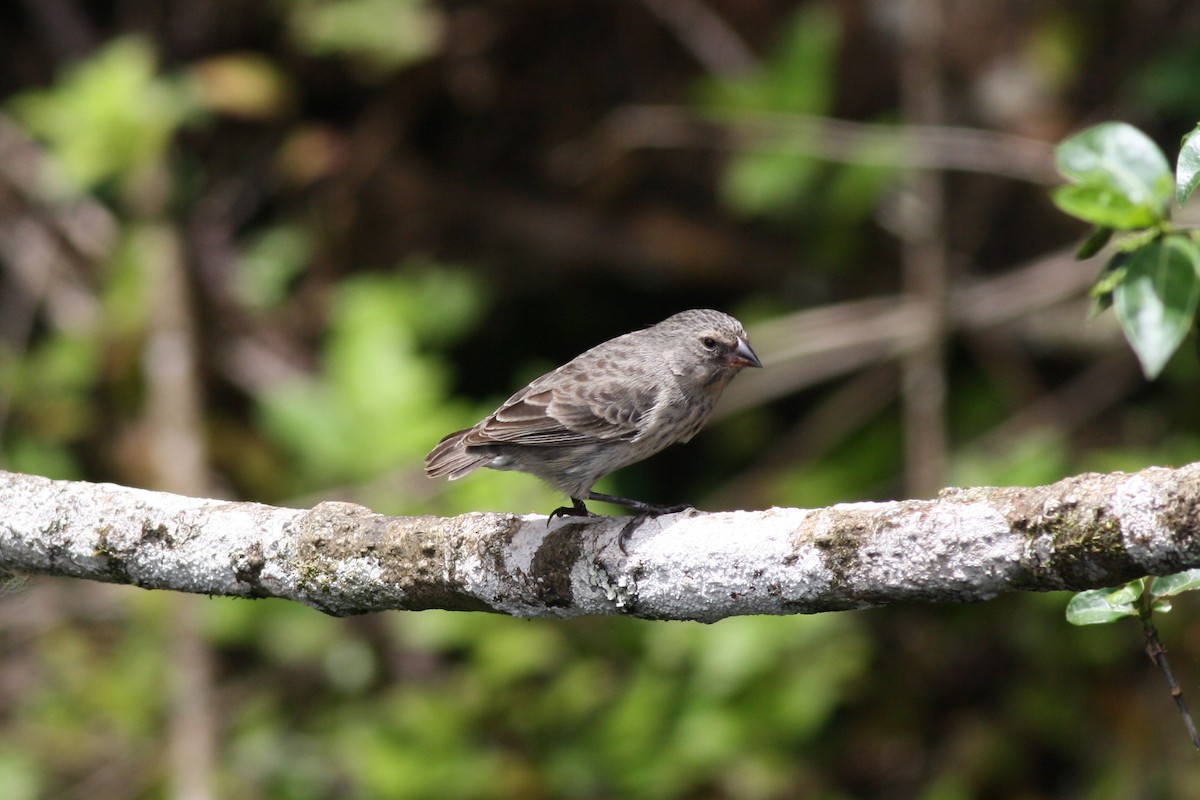 Small Tree-Finch - george parker