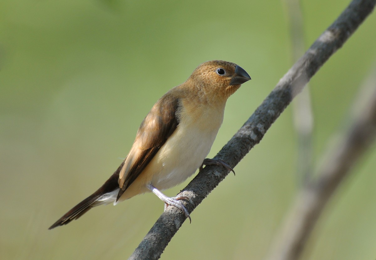 African Silverbill - ML131118551