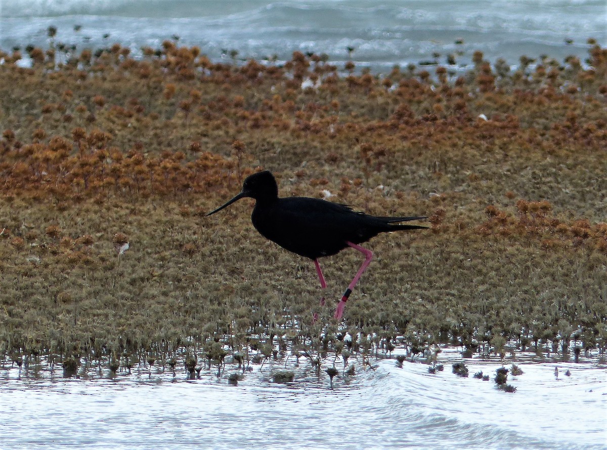 Black Stilt - ML131118681