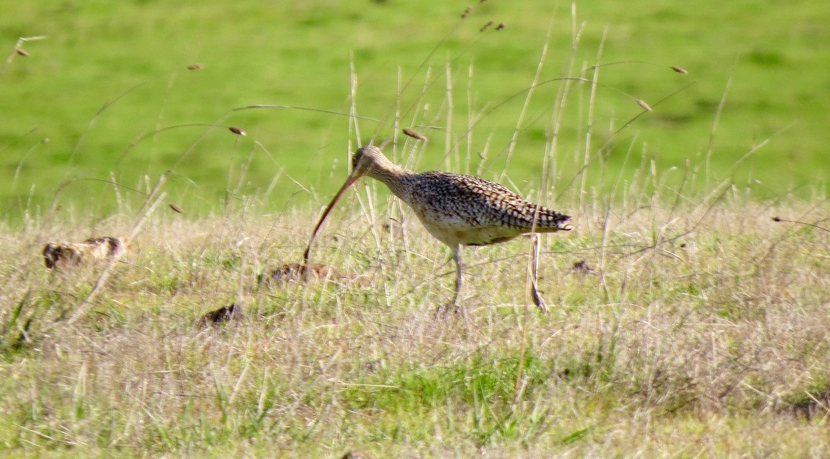 Long-billed Curlew - ML131119301