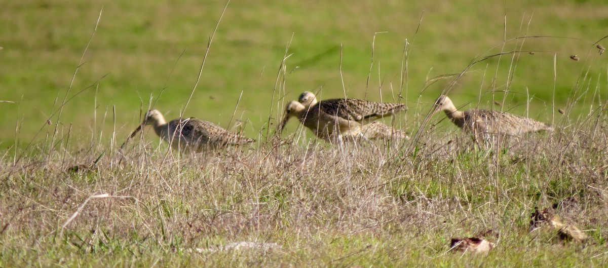 Long-billed Curlew - ML131119311