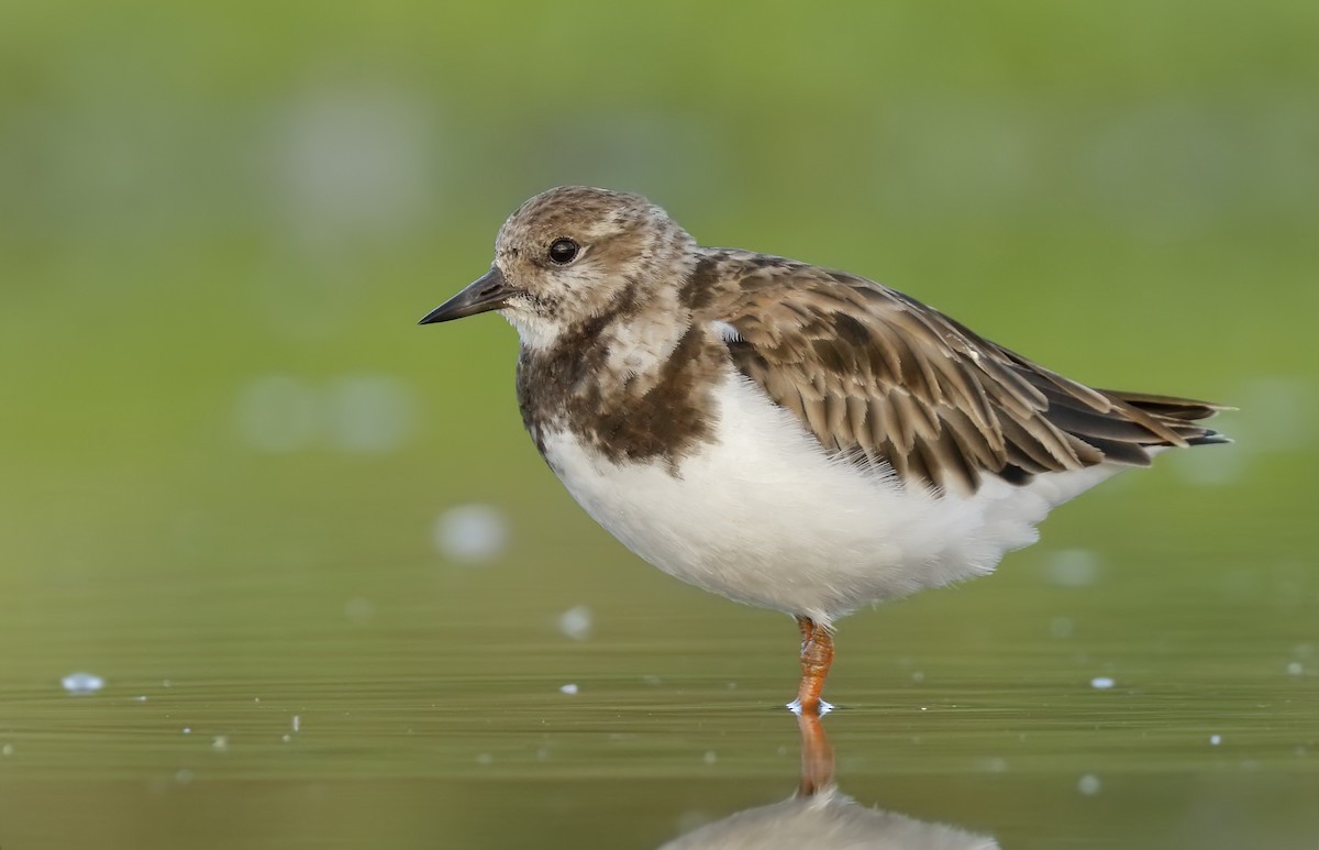 Ruddy Turnstone - ML131119371