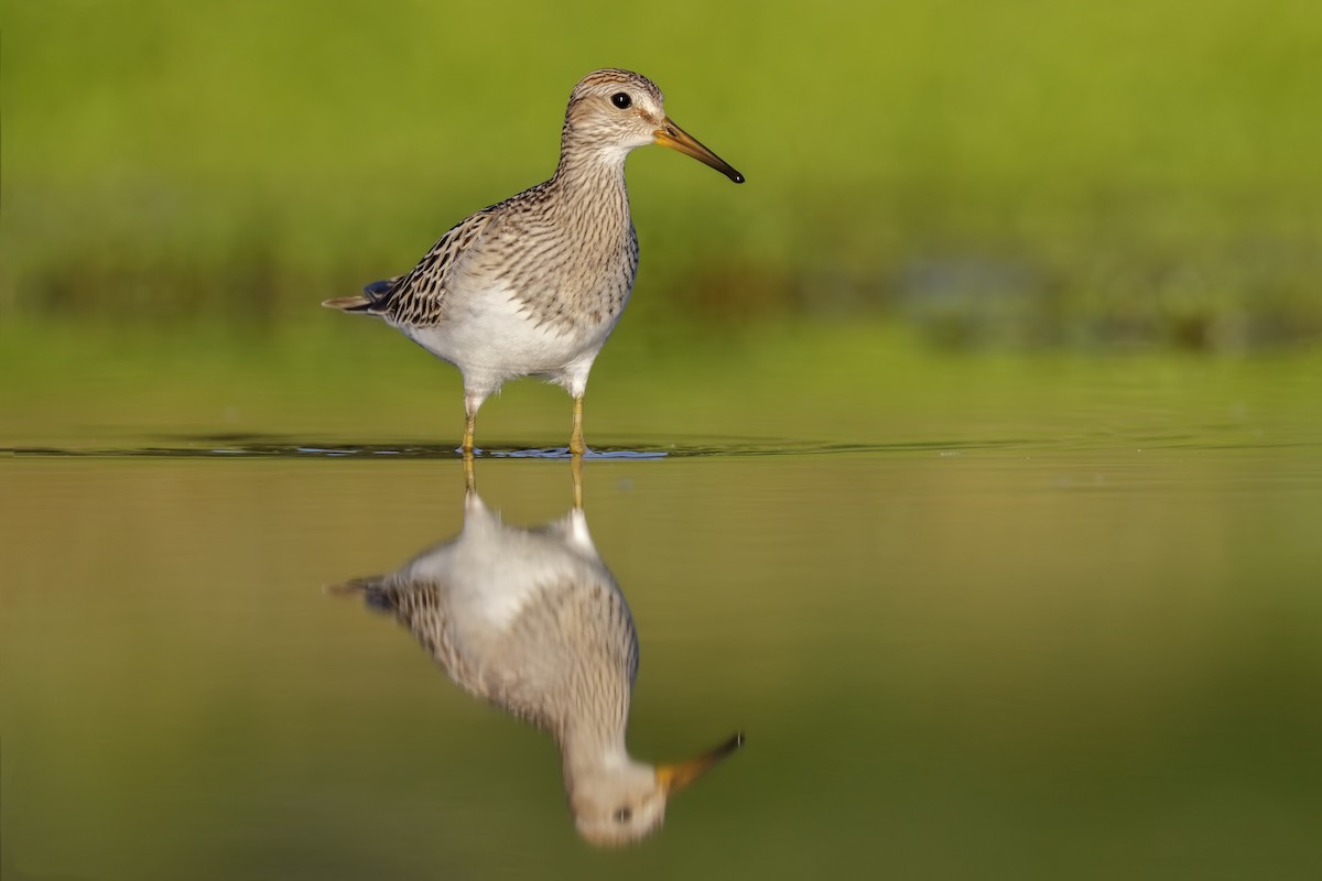 Pectoral Sandpiper - ML131119501