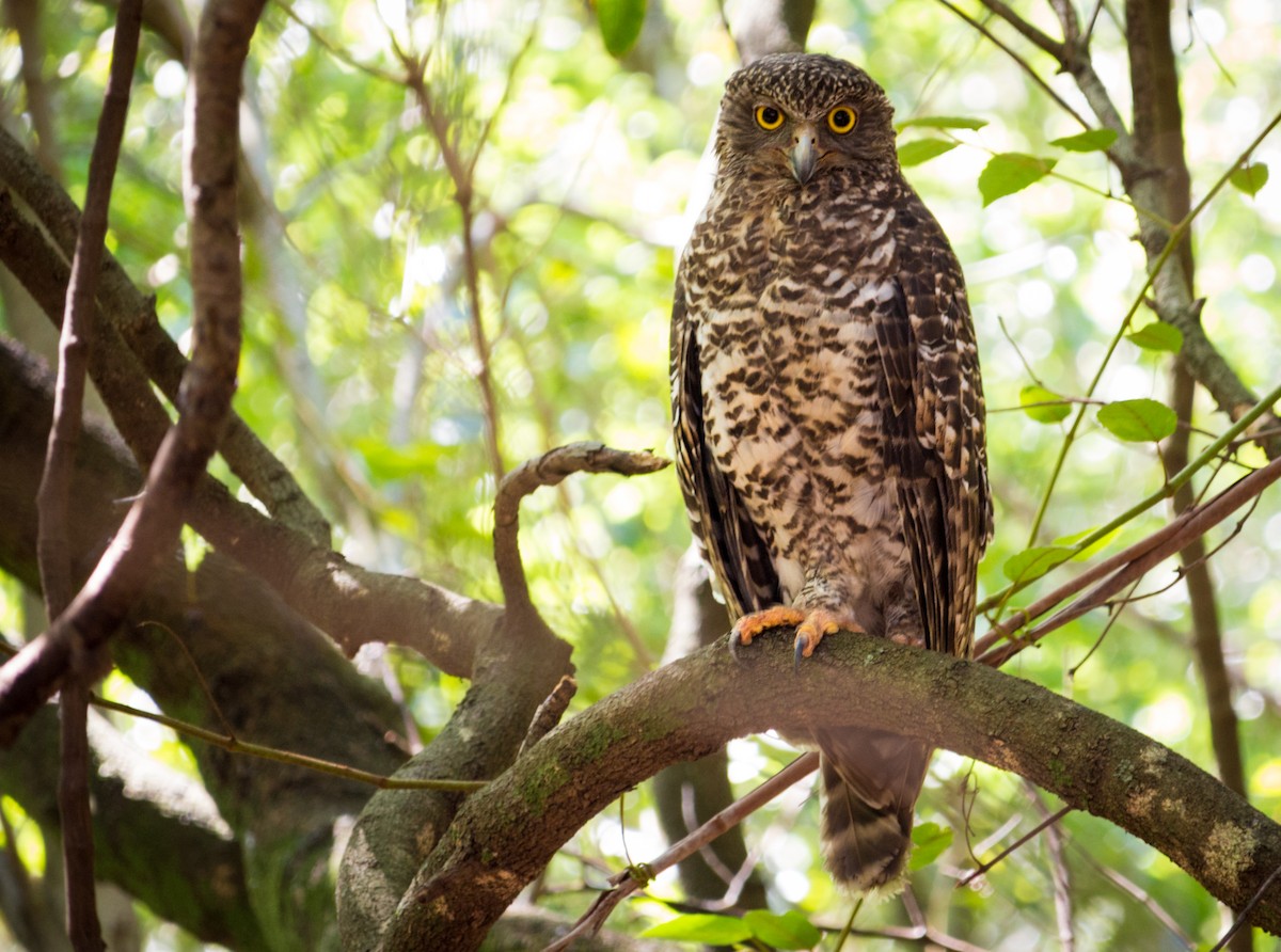 Powerful Owl - Kent Warner