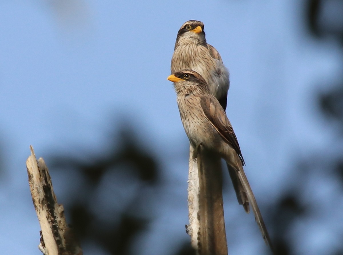 Yellow-billed Shrike - Jason Fidorra